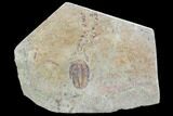 Ordovician Trilobite (Euloma) With Pos/Neg - Zagora, Morocco #108688-4